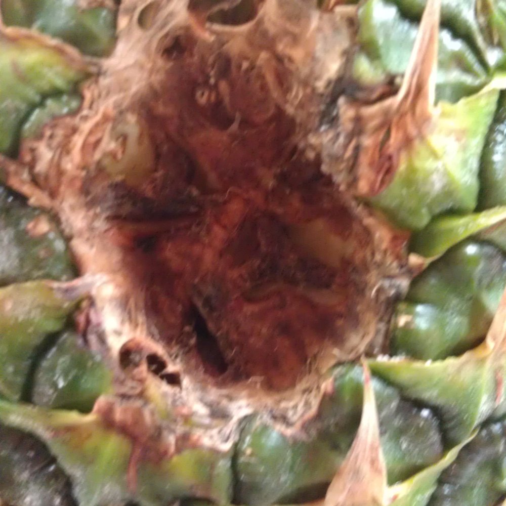 Just Picked Fresh Produce - Pineapple has a big hole in the middle. Again, not edible. - CSA Near Me - Miami Beach, Florida Just Picked Fresh Produce - Pineapple has a big hole in the middle. Again, not edible. - CSA Near Me - Miami Beach, Florida