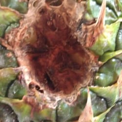 Just Picked Fresh Produce - Pineapple has a big hole in the middle. Again, not edible.