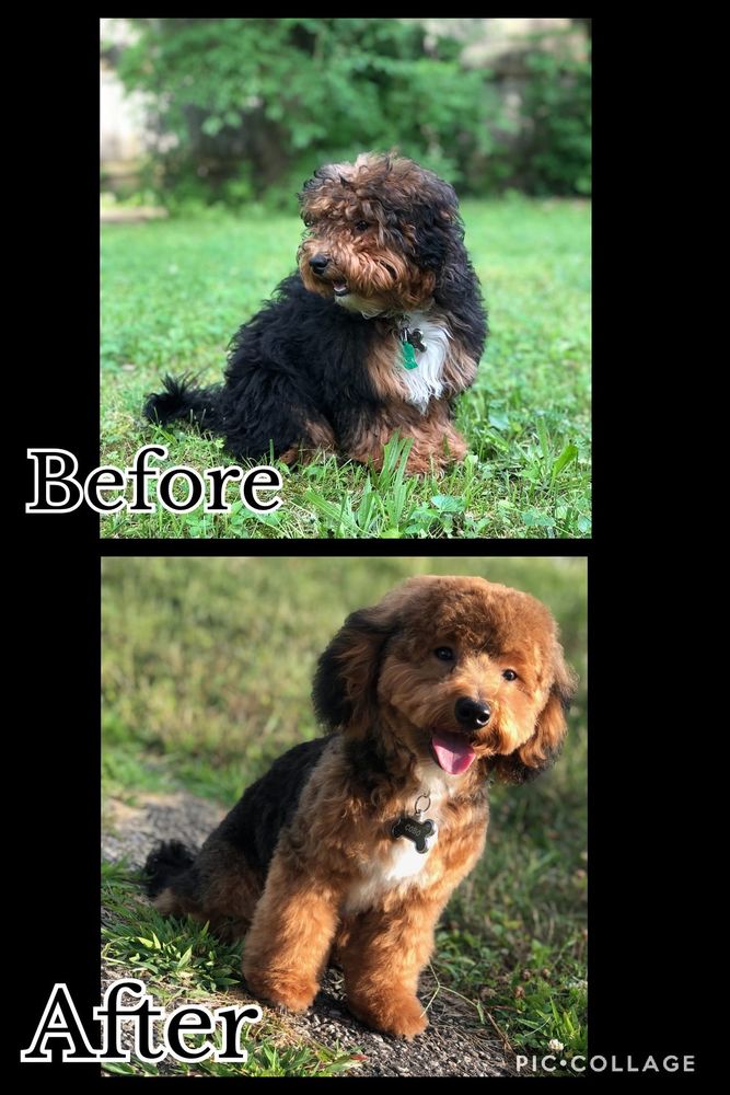 MEL’S PAW SPAW Updated September 2024 29 Photos Cincinnati, Ohio Pet Groomers Phone