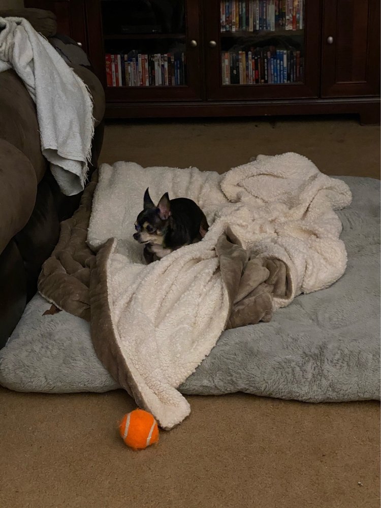 LINCOLNTON ANIMAL HOSPITAL Updated October 2024 635 Elm St