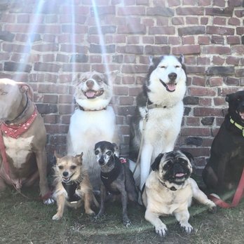 Calm Canine - Dog Walkers Near Me - Long Beach, California Calm Canine - Dog Walkers Near Me - Long Beach, California