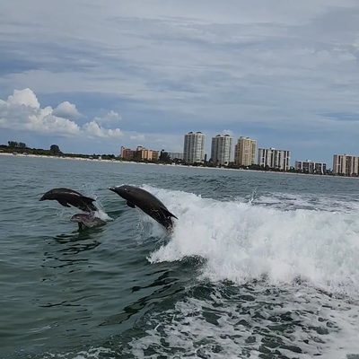 Little Toot Dolphin Adventure by null