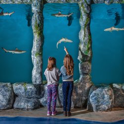 Blue Zoo Aquarium Rogers