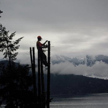 Gibsons Tree Service - Photo - Tree Services Near Me Gibsons Tree Service - Photo - Tree Services Near Me