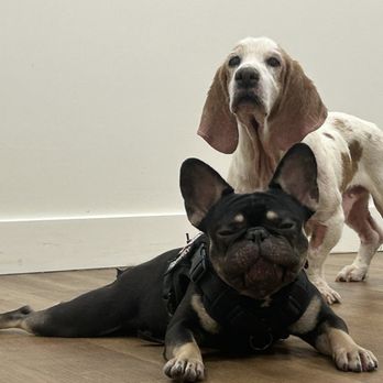 Wag Spot - Basset Hound and Frenchie hanging out in daycare! - Pet Sitting Near Me - Miami, Florida Wag Spot - Basset Hound and Frenchie hanging out in daycare! - Pet Sitting Near Me - Miami, Florida