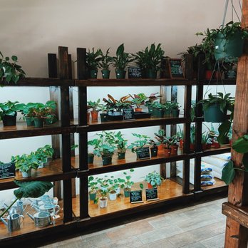 Mundial Coffee - So many cute house plants - Coffee & Tea Near Me - Riverside, California