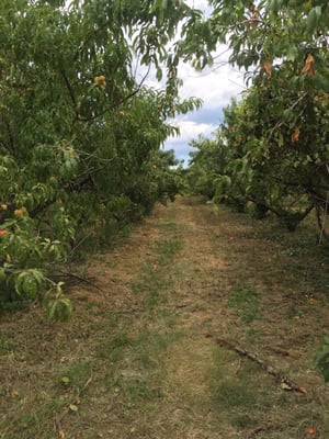 SOLLY BROS - 10 Photos & 21 Reviews - Fruits & Veggies - 707 Almshouse