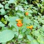Kaymoor Trail