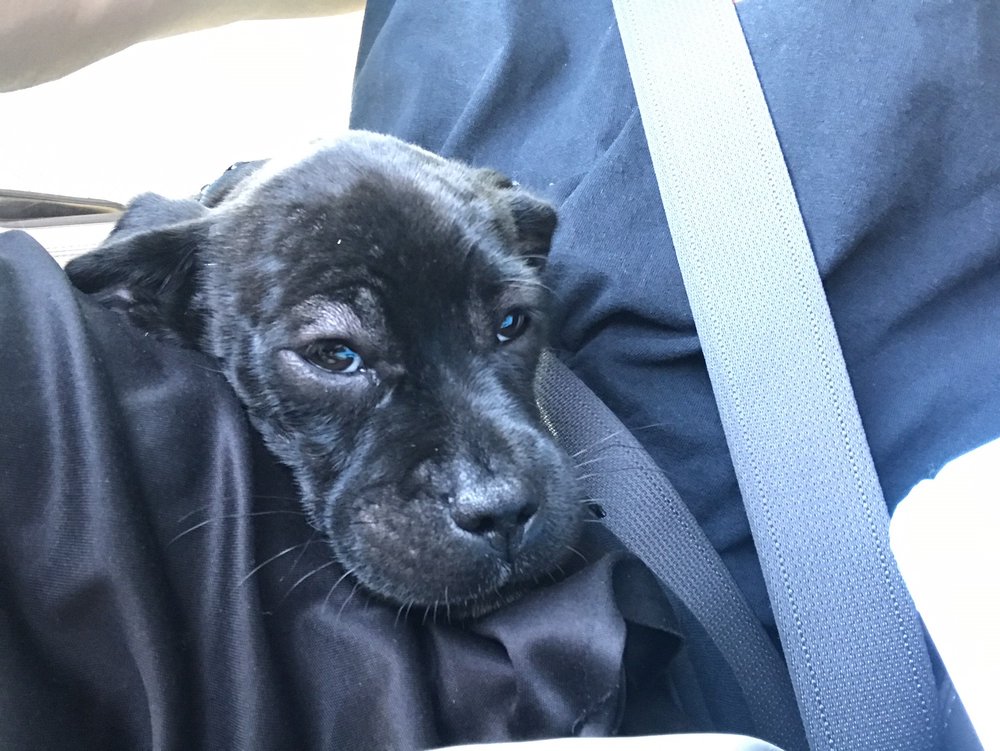 THOMAS VETERINARY HOSPITAL Updated August 2024 76 Photos & 263