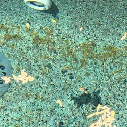 Reef Pool Company