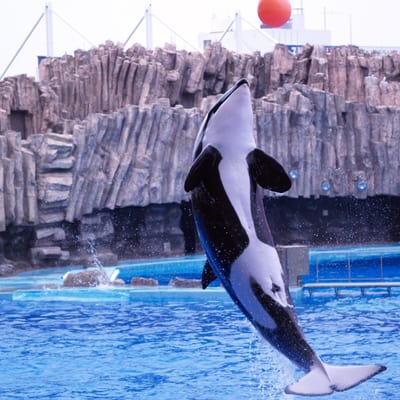 Port Of Nagoya Public Aquarium by null