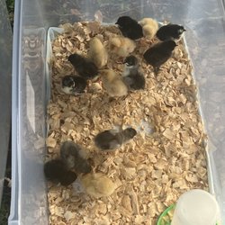 Safety Harbor Farmers Market - Baby chicks!