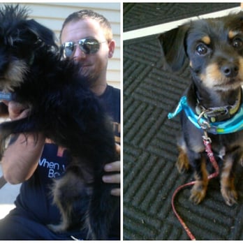 The Doggy Den - Before and after!  They cleaned him up so nice :) - Pet Groomers Near Me - Sandy, Utah