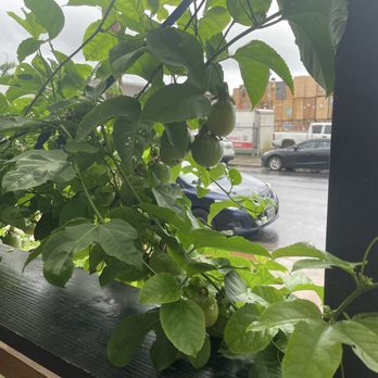 Jolene's - Airport - They grow some of their own fruits (lilikoi) and veggies. - Sandwiches Near Me - Honolulu, Hawaii Jolene's - Airport - They grow some of their own fruits (lilikoi) and veggies. - Sandwiches Near Me - Honolulu, Hawaii