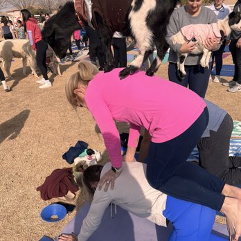 Goat Yoga - Yoga Near Me Goat Yoga - Yoga Near Me