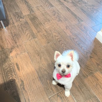 Wow Doggy Pet Salon - Pet Groomers Near Me - Gardena, California