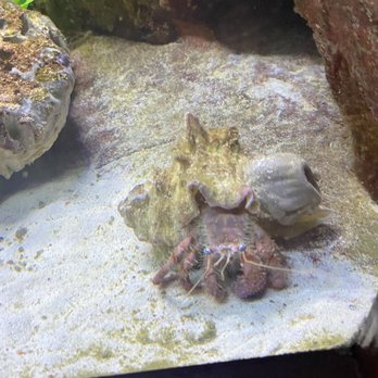 Gladys Porter Zoo - Hermit Crab - Zoos Near Me - Brownsville, Texas