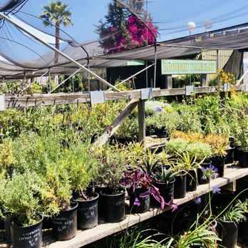 Camarillo Nursery - Drought tolerant - Nurseries & Gardening Near Me - Camarillo, California Camarillo Nursery - Drought tolerant - Nurseries & Gardening Near Me - Camarillo, California