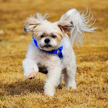 JeTT Pets - Just one of my faves! Picture taken by Jason. - Pet Services Near Me JeTT Pets - Just one of my faves! Picture taken by Jason. - Pet Services Near Me