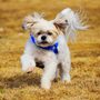 Photo of JeTT Pets