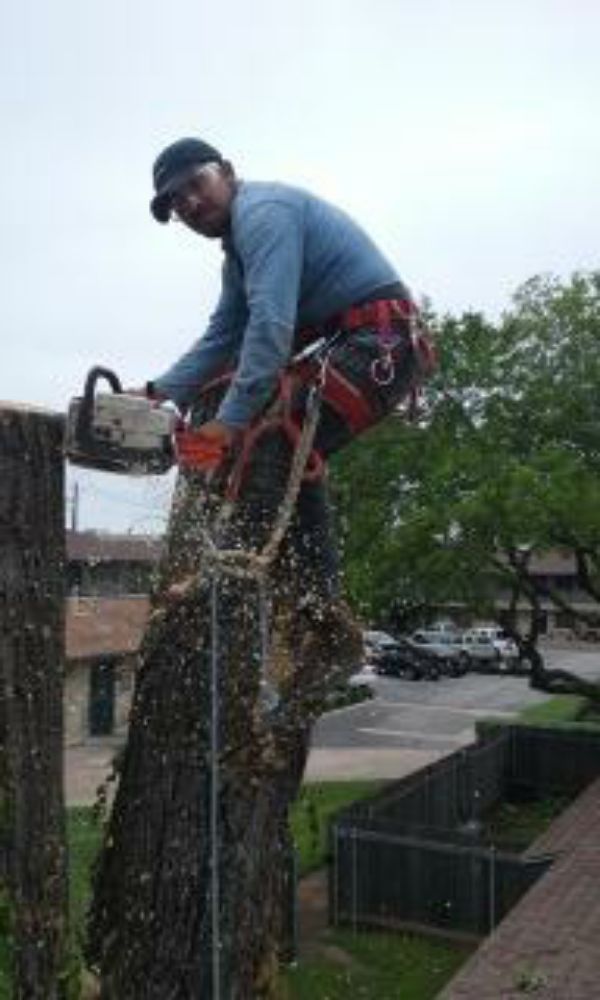 Slide of Flores Tree Service