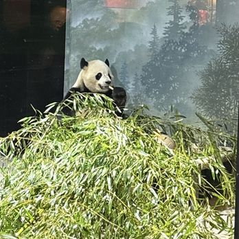 Smithsonian National Zoological Park - Panda. - Zoos Near Me - Washington, DC, District of Columbia Smithsonian National Zoological Park - Panda. - Zoos Near Me - Washington, DC, District of Columbia