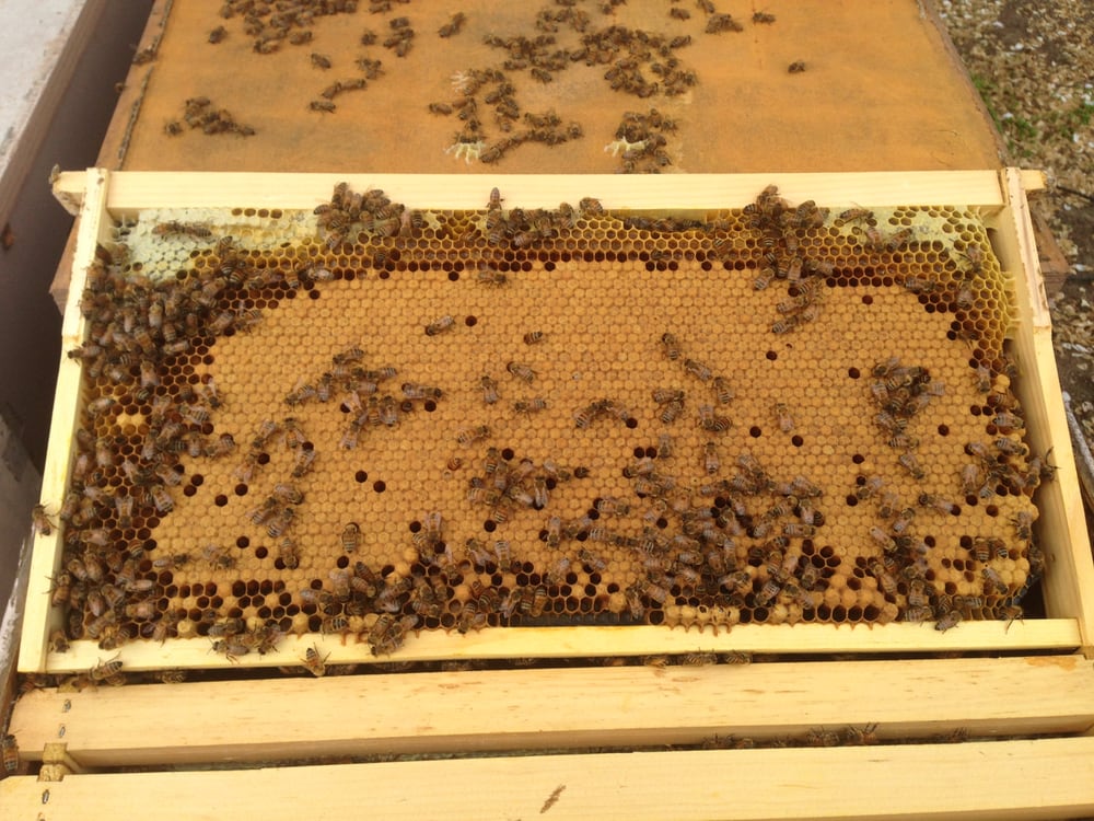 Rockhouse Holler Farms - beekeeping in Wesley, AR