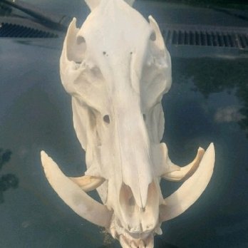 Oxferd Outfitter - Hog hunt - Wildlife Hunting Ranges Near Me