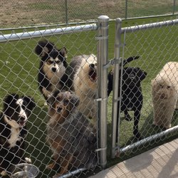 Ollie's Canine Campus