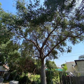 Castaneda's Tree Trimming - Trimmed oak tree. Left a little for shade. - Tree Services Near Me - San Gabriel, California
