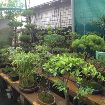 Exotic Bonsai - Nurseries & Gardening Near Me - Los Angeles, California Exotic Bonsai - Nurseries & Gardening Near Me - Los Angeles, California