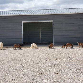 Level K9 - Kamp level K9 Building Bonds between pets and people Daily !!! - Pet Training Near Me Level K9 - Kamp level K9 Building Bonds between pets and people Daily !!! - Pet Training Near Me
