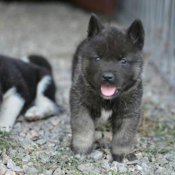 Tina Puppies - Pet Breeders Near Me Tina Puppies - Pet Breeders Near Me