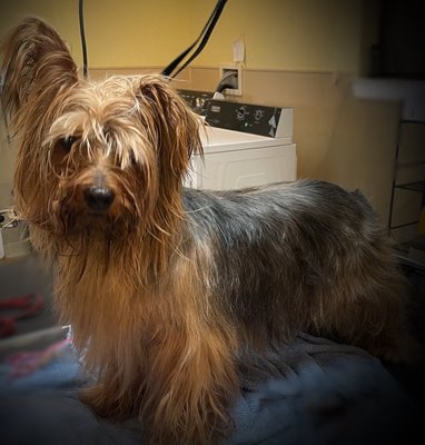 Before and After Grooms - This groom was done to a terrier who had some matting under that silky coat.  The aim was to keep the coat without a total shave. Some of the mats had to get cut out. But still blended nicely.