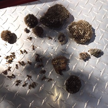 Pest Gone Pest Control - Wasps and wasp nest removed from one residents who thought they only had one small nest! - Pest Control Near Me Pest Gone Pest Control - Wasps and wasp nest removed from one residents who thought they only had one small nest! - Pest Control Near Me