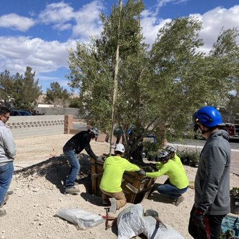 Moon Valley Nurseries - MVN crew with Atlas Crane assistance to place Olive tree. - Nurseries & Gardening Near Me - Las Vegas, Nevada Moon Valley Nurseries - MVN crew with Atlas Crane assistance to place Olive tree. - Nurseries & Gardening Near Me - Las Vegas, Nevada