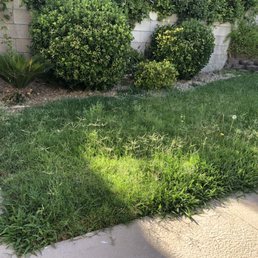 Grass in the back yard. Grass in the back yard.
