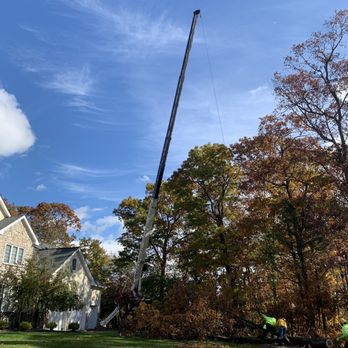 Cypress Tree Service - The crane and the guys at work - Tree Services Near Me - Byram Township, New Jersey Cypress Tree Service - The crane and the guys at work - Tree Services Near Me - Byram Township, New Jersey