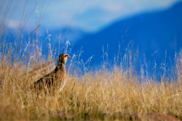 Antelope Island by null
