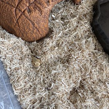 Beast Pets Vista - I spy a little noodle! - Reptile Shops Near Me - Vista, California