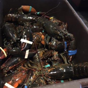 Red Lobster - Cleaning the tank! - Seafood Near Me - Bakersfield, California Red Lobster - Cleaning the tank! - Seafood Near Me - Bakersfield, California