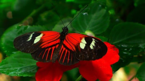 The Key West Butterfly and Nature Conservatory by null