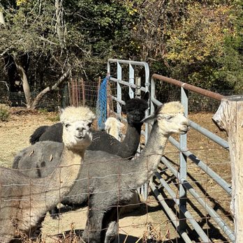Red Barn Farm - Alpaca welcome - Attraction Farms Near Me - Baiting Hollow, New York Red Barn Farm - Alpaca welcome - Attraction Farms Near Me - Baiting Hollow, New York