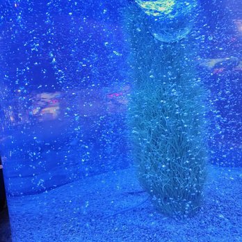 Rainforest Cafe - No longer fish in here - American Near Me - Gurnee, Illinois Rainforest Cafe - No longer fish in here - American Near Me - Gurnee, Illinois
