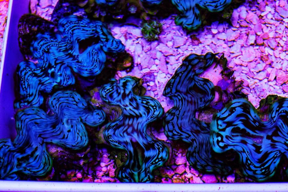 MATT’S CORALS & SERVICE Updated October 2024 89 Photos 265 Lincoln Cir, Gahanna, Ohio