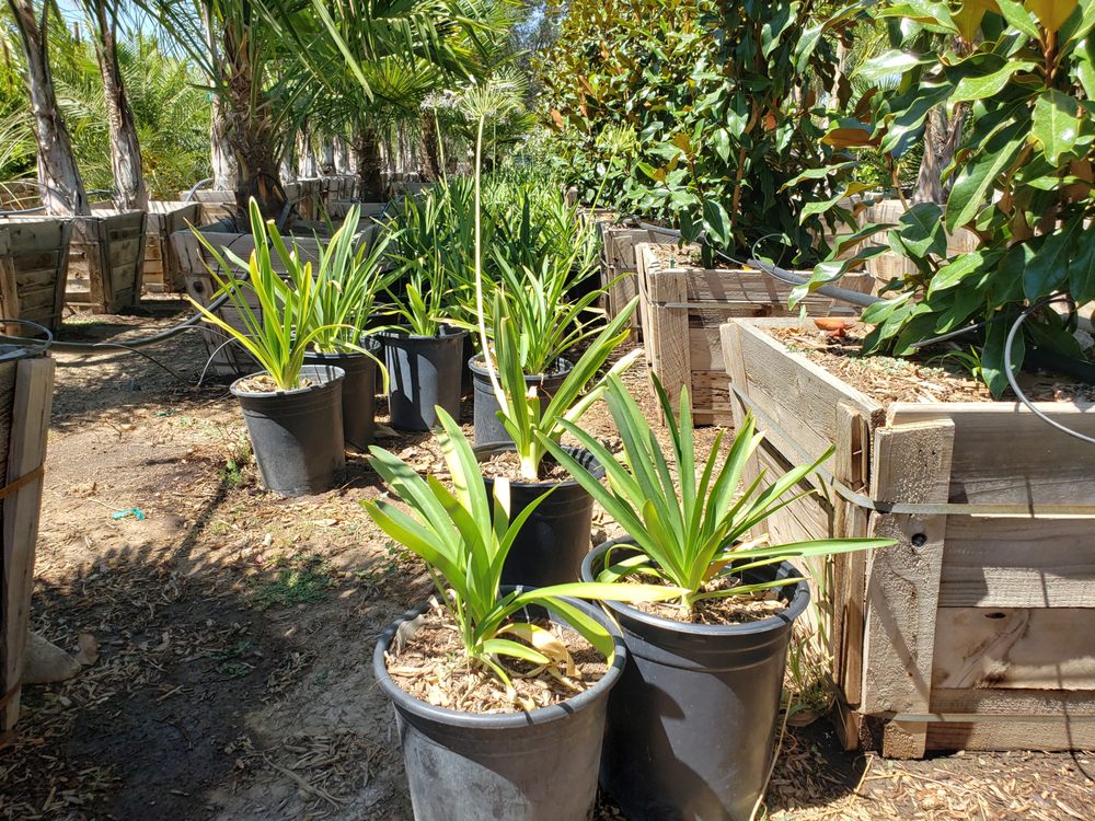 DLM NURSERY Updated October 2024 18 Photos & 32 Reviews 34214