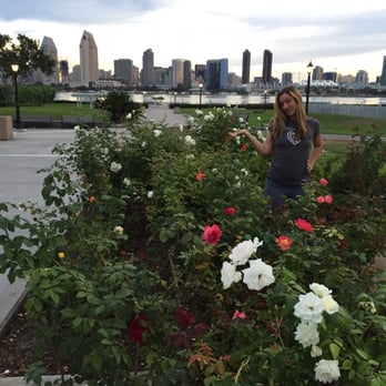 Centennial Park - Gorgeous roses of all colors in the park. - Parks Near Me - Coronado, California