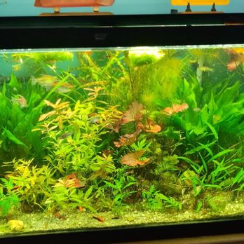 Eddie's Aquarium Centre - Community tank with plants and fish from Eddie's Aquarium store - Aquarium Services Near Me - Cohoes, New York Eddie's Aquarium Centre - Community tank with plants and fish from Eddie's Aquarium store - Aquarium Services Near Me - Cohoes, New York