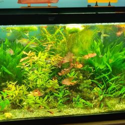 Eddie's Aquarium Centre - Community tank with plants and fish from Eddie's Aquarium store