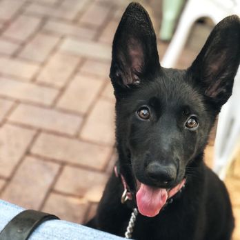 Torchlight K9 - Pet Training Near Me - Tulsa, Oklahoma Torchlight K9 - Pet Training Near Me - Tulsa, Oklahoma